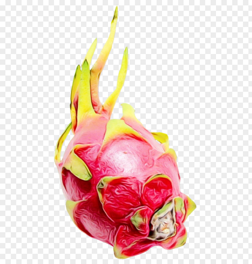 Vegetable Flower Pitaya Dragonfruit Fruit Food Pink PNG
