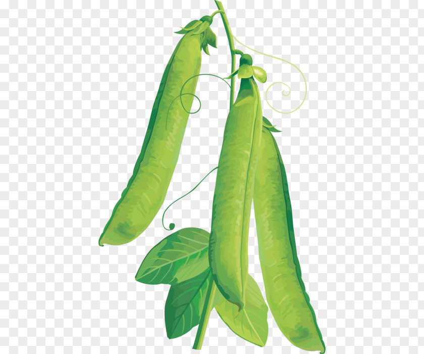 Beans Vejitble Pea Vegetable Fruit Legume PNG