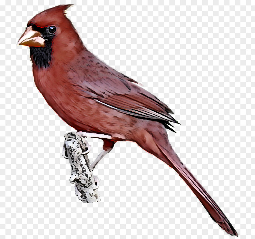 Bird Northern Cardinal Beak Songbird Perching PNG