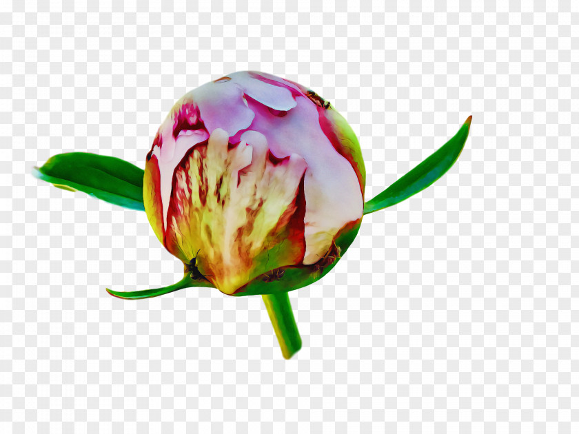 Floral Design PNG