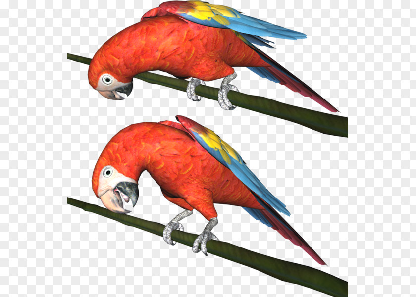 Parrot Macaw Parakeet Bird PNG