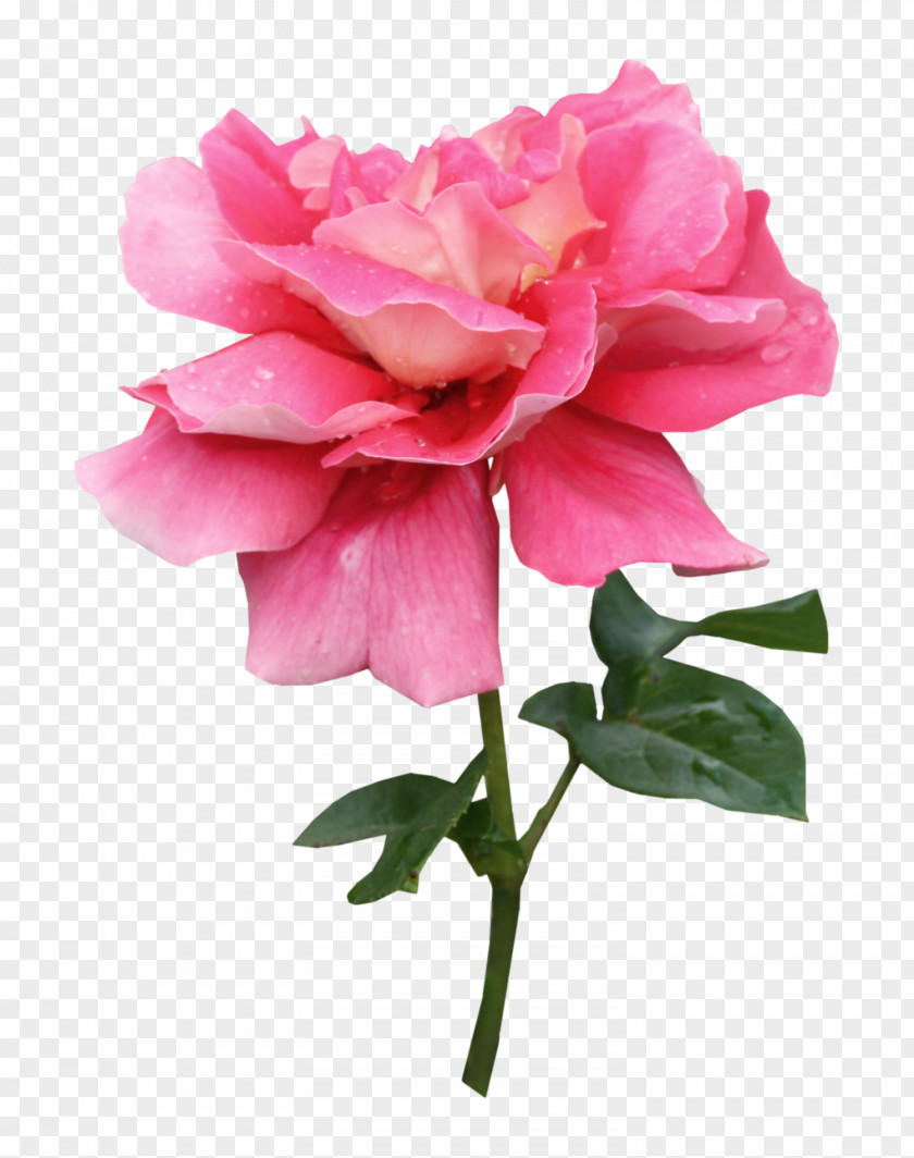Rose Centifolia Roses Garden Pink PNG