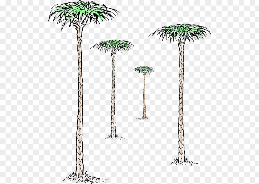 Tree Asian Palmyra Palm Jade Plant Branch PNG