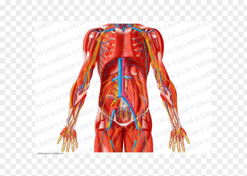 Abdomen Anatomy Blood Vessel Pelvis Muscle PNG