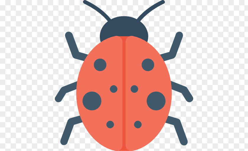 Beetle Ladybird Clip Art PNG