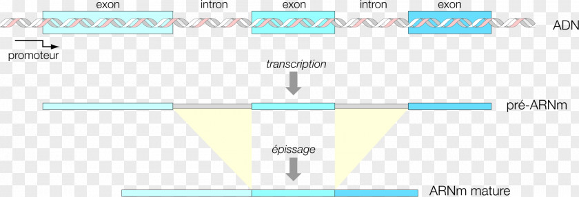 Controle Messenger RNA Splicing Precursor MRNA Polymerase PNG