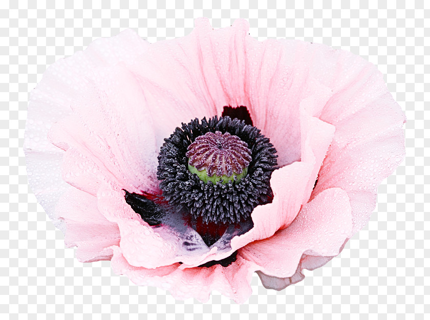 Poppy Family Anemone Oriental Flower Petal Pink Plant PNG
