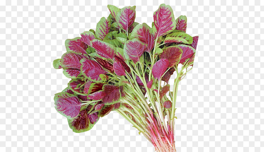 Purple Vegetables Amaranth Amaranthus Tricolor Cruentus Love-Lies-Bleeding Spinosus Grain PNG