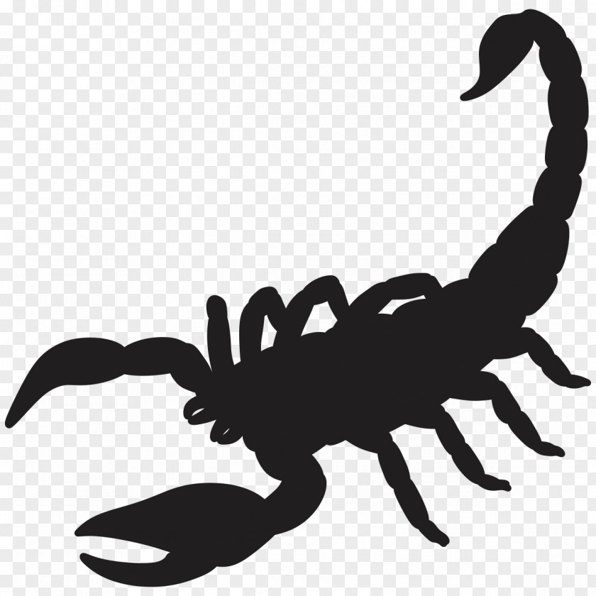 Scorpion Silhouette Drawing PNG