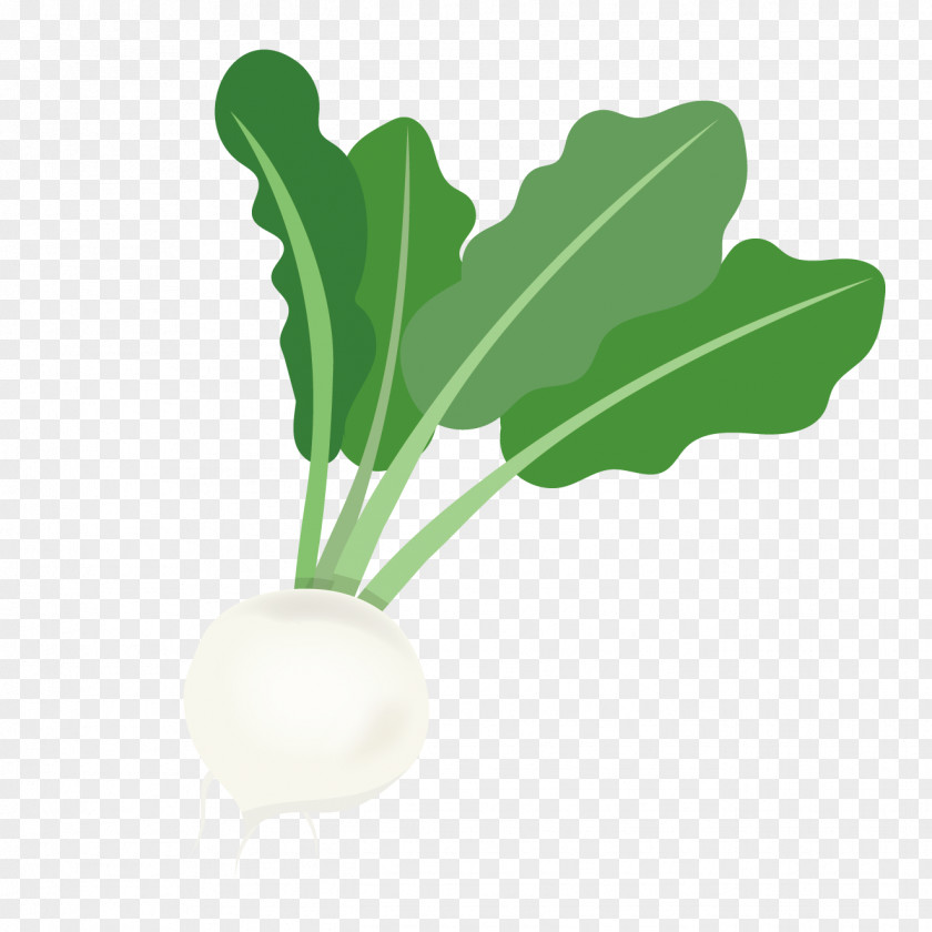 Vegetable Radish Turnip Leaf PNG