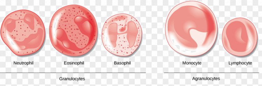 Blood Cells Red Cell Agranulocyte White PNG