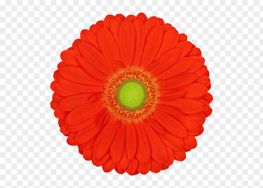 Gerbera Transvaal Daisy Vector Graphics Stock Photography Illustration Cut Flowers PNG