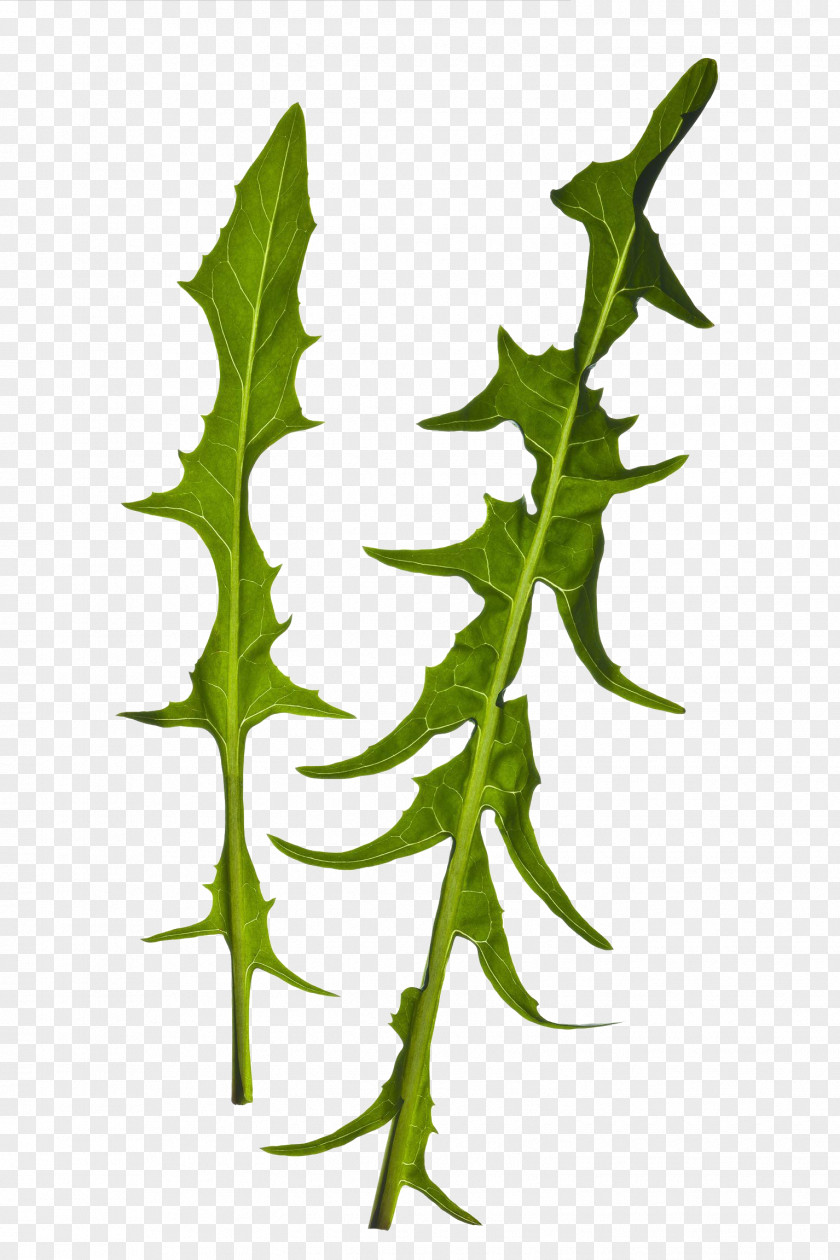 Green Leafy Vegetables Leaf Vegetable PNG