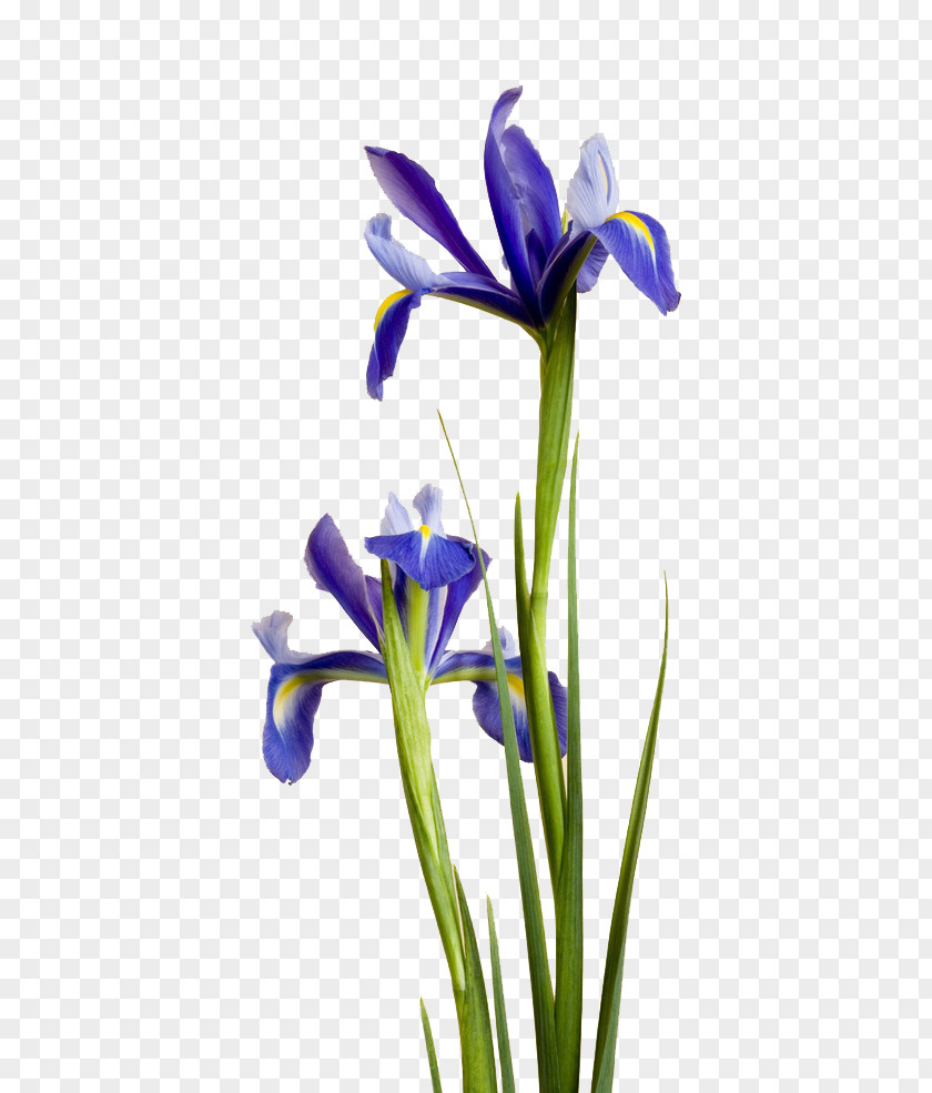 Purple Iris Irises Blue Flower Ipomoea Nil PNG