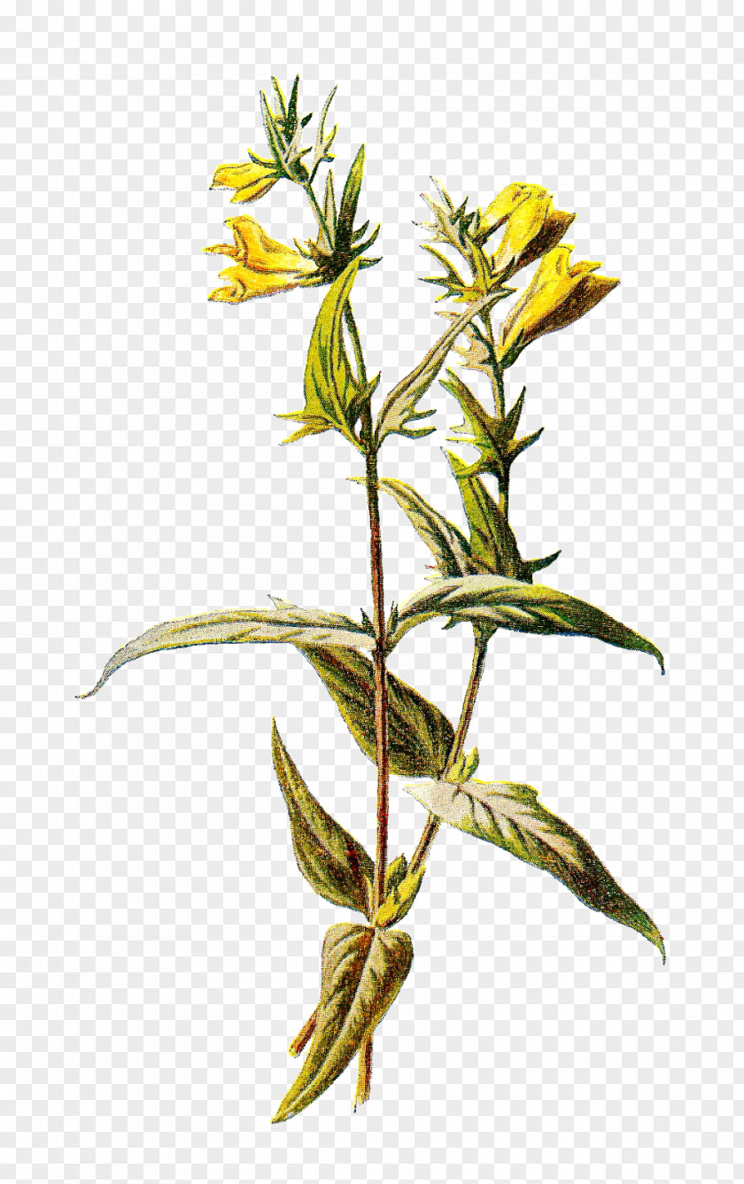 Botanical Common Wheat Emmer Einkorn Melampyrum Pratense PNG