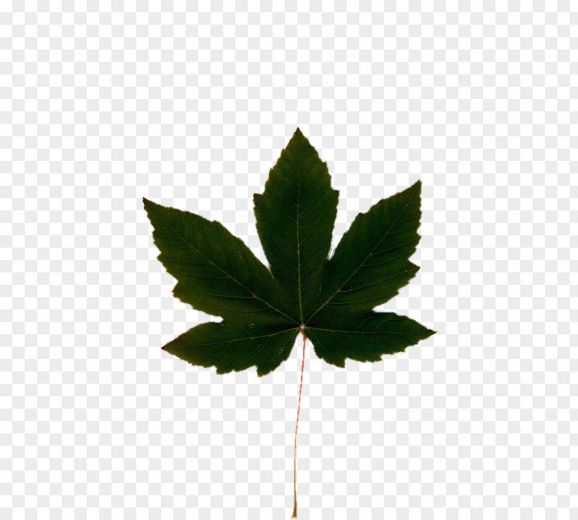 Leaves Shading Cannabis Leaf Hemp Oil Clip Art PNG