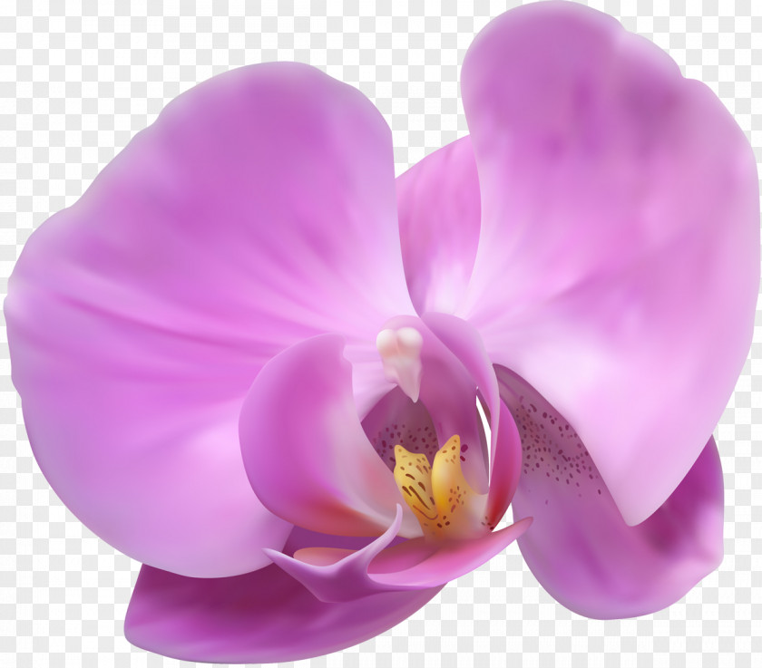 Orchid Popular Orchids Flower Clip Art PNG