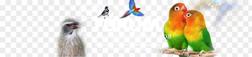 Reviews Passerine Budgerigar Cockatiel Atlantic Canary Bird PNG