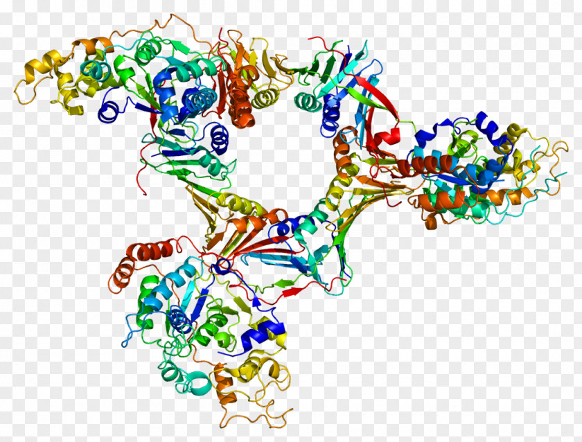 1 Flap Structure-specific Endonuclease Protein DNA PNG