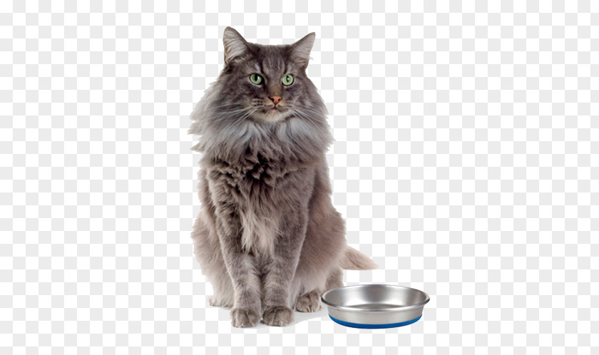 Claw Asian Semi-longhair British Siberian Cat Nebelung Ragamuffin PNG