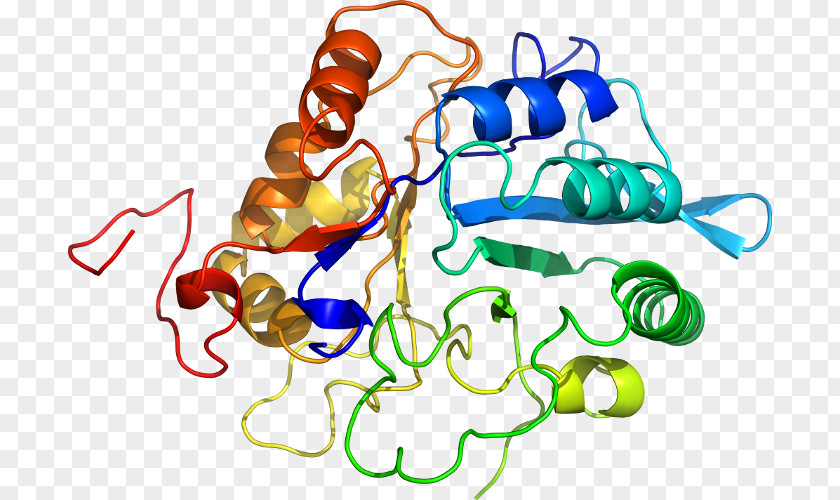 KLK6 Kallikrein Gene Protease Heat Shock Protein PNG