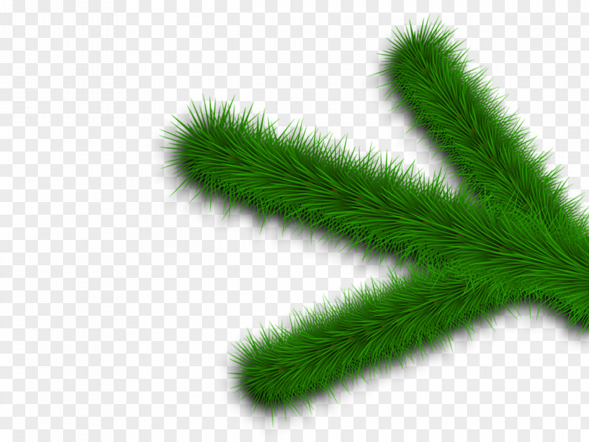 Leaf Fir Spruce Evergreen Grasses PNG
