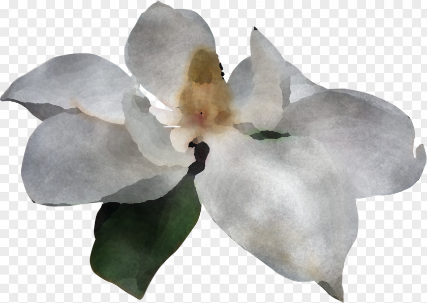 Moth Orchids Magnolia Family Petal PNG