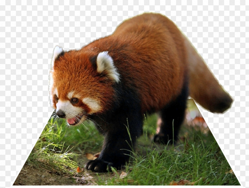 POP OUT Giant Panda Red Singalila National Park Raccoon Animal PNG
