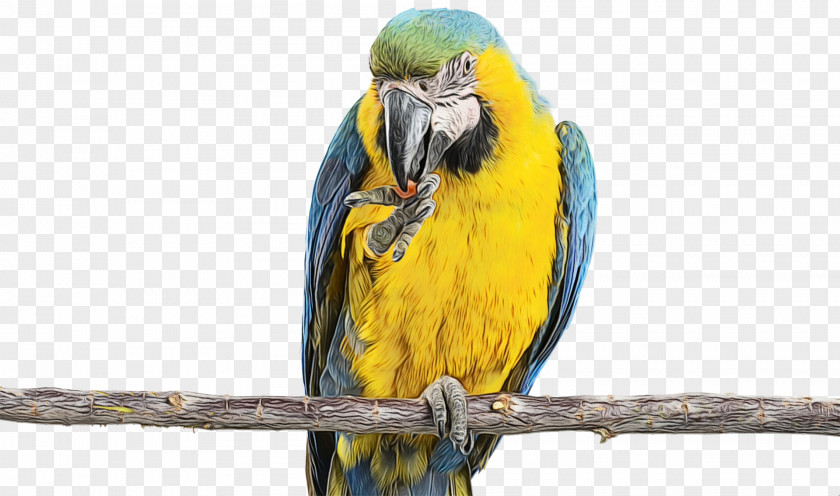 Budgie Parakeet Bird Macaw Parrot Beak PNG