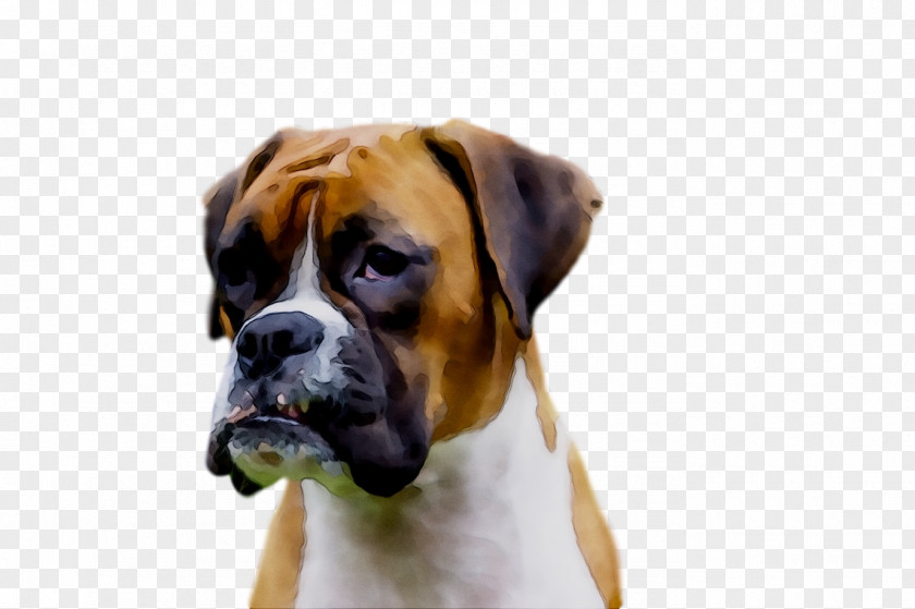 Dog Breed Boxer Snout PNG