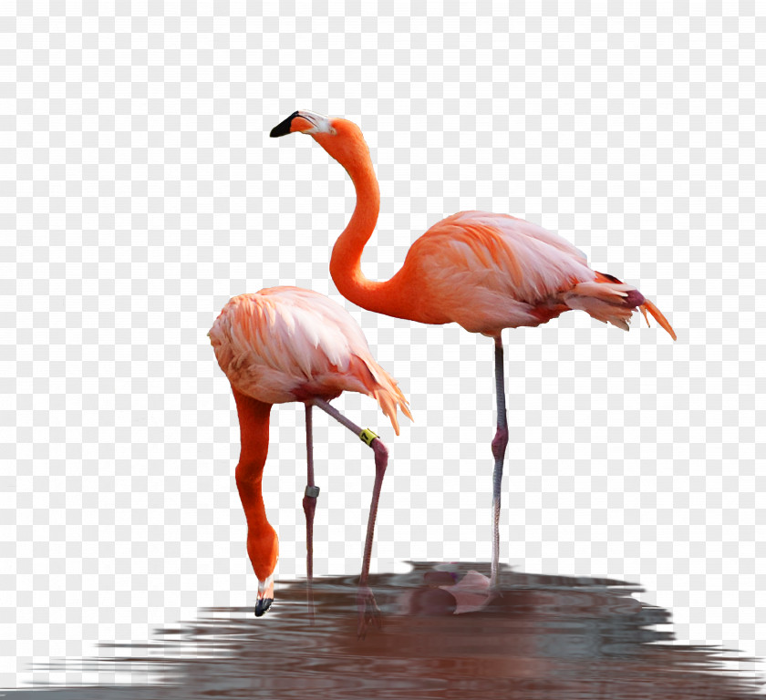 Flamingo Water Bird Reptile PNG