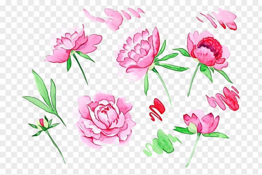 Flower Pink Plant Petal Common Peony PNG