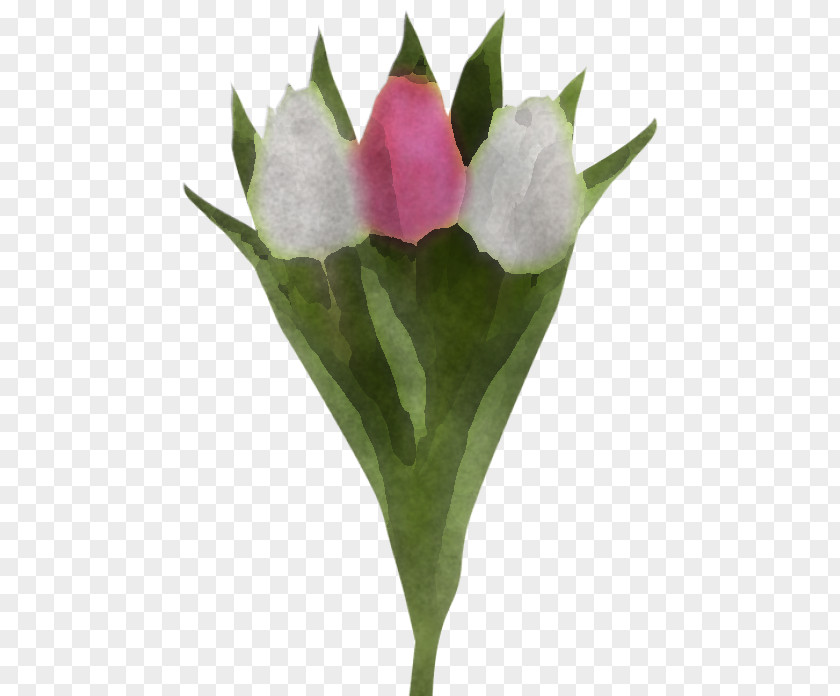 Flower Plant Pink Petal Tulip PNG