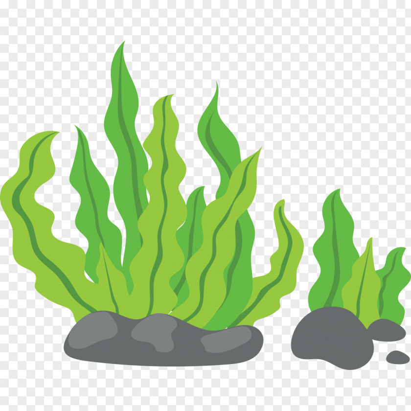 Green Background Seaweed Clip Art PNG