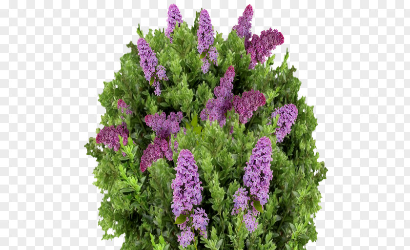 Lilac Flower Purple Violet Lavender PNG