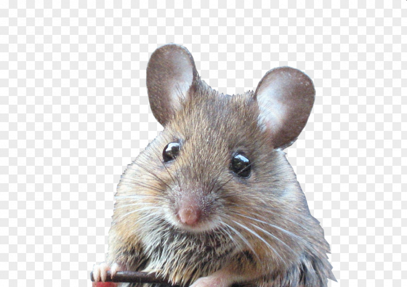 Rat Fancy Mouse Animal Pet Rodent PNG