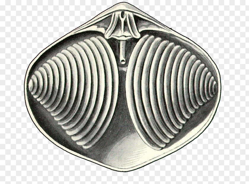 Silver Nickel PNG