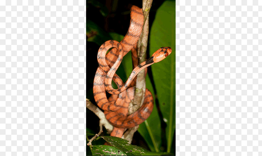Snake Boa Constrictor Stenophis Animal Lycodryas Citrinus PNG