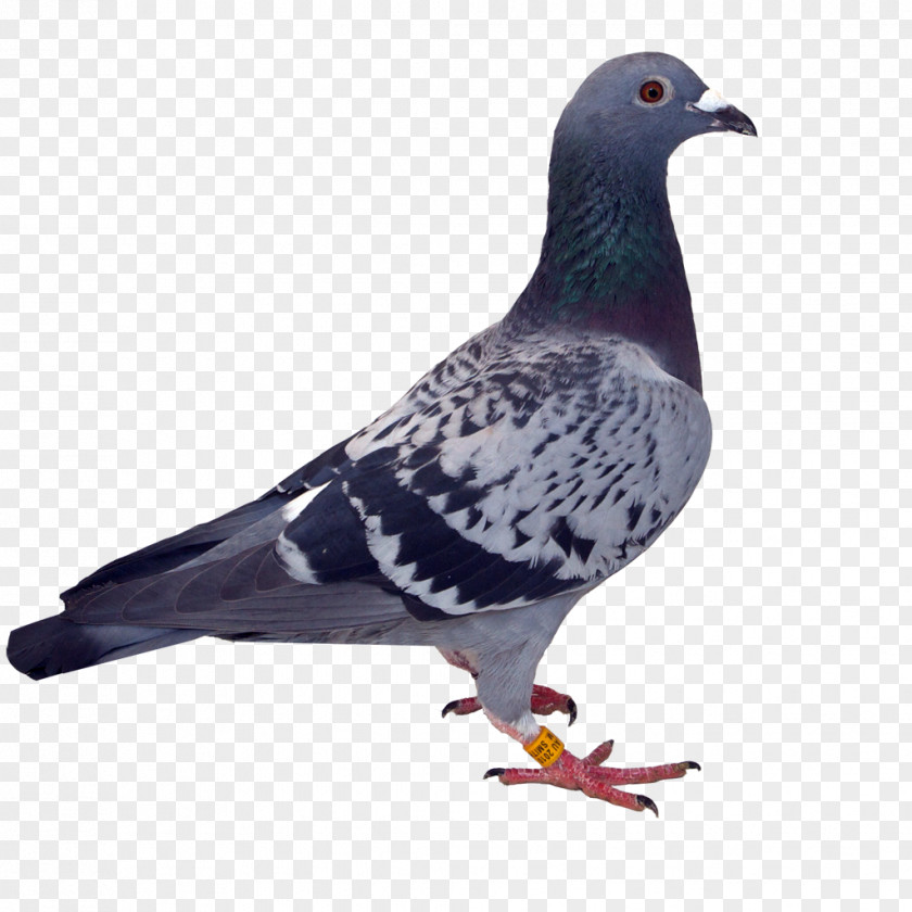 Yucca Stock Dove Rock Racing Homer ONO Gazpacho PNG