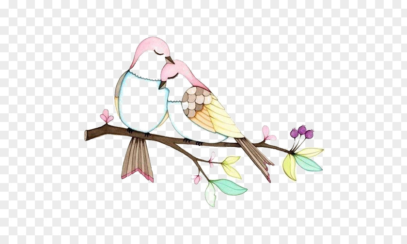 Birds Lovebird Drawing Illustration PNG