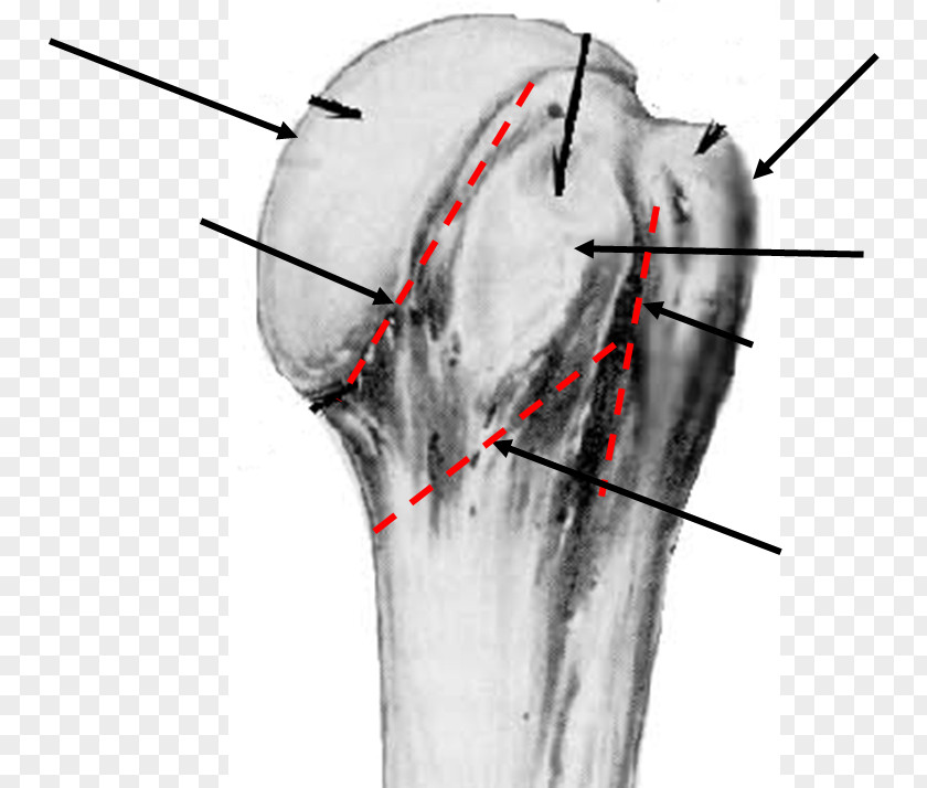 Design Jaw Bone Shoulder PNG