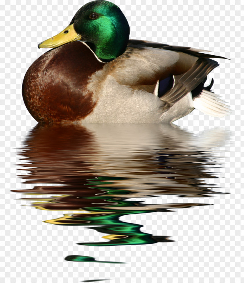 Duck Goose Cygnini Mallard PNG