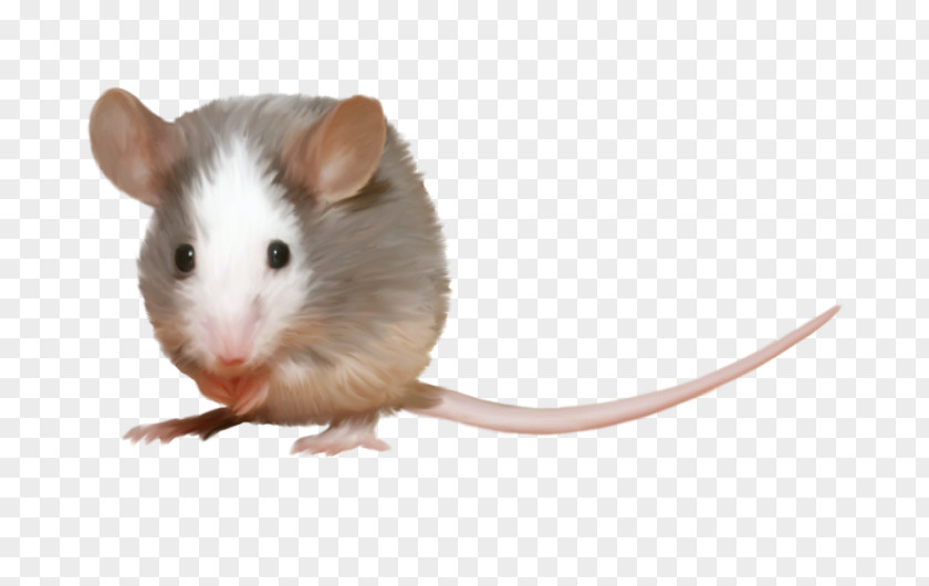 Mouse Computer Rat Hamster Rodent PNG