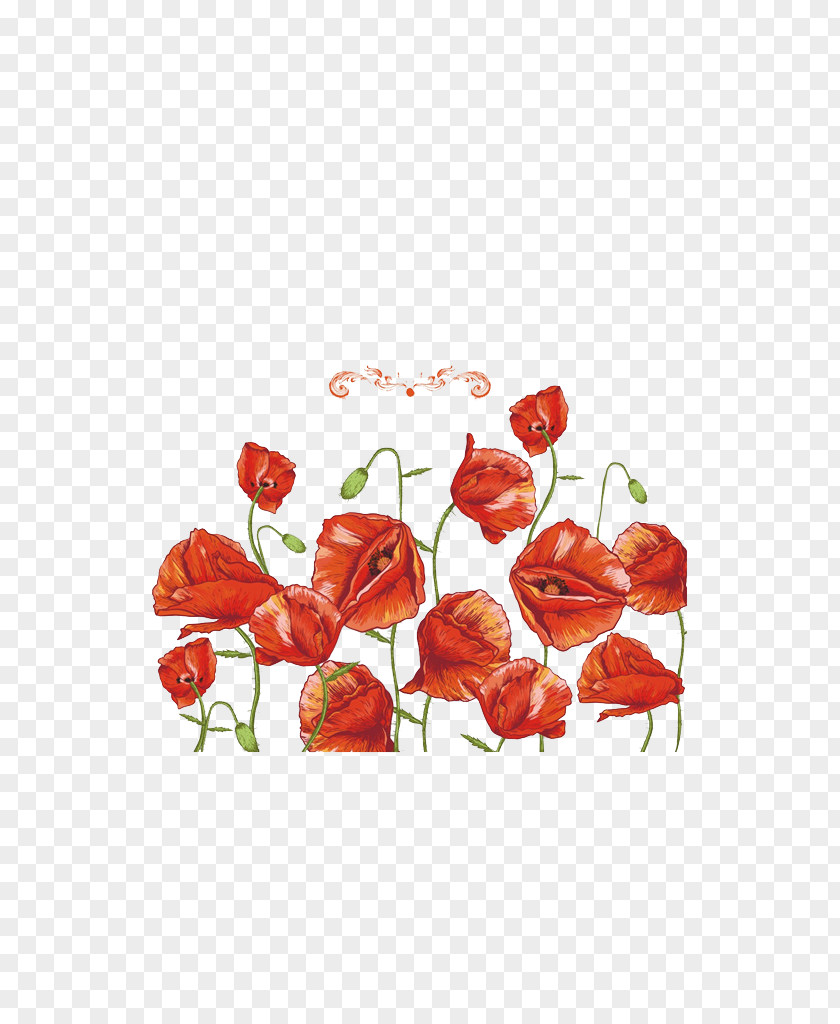 Red Bell Grass Common Poppy Flower Remembrance PNG