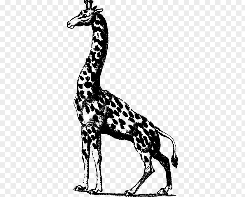 Sketch Of Giraffe Clip Art PNG