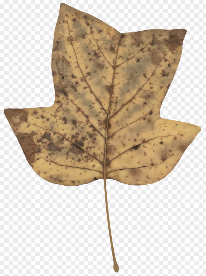 Black Maple Anthurium Leaf PNG