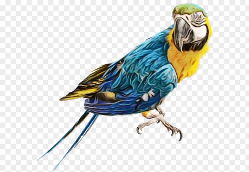 Budgerigar True Parrot Birds Scarlet Macaw PNG