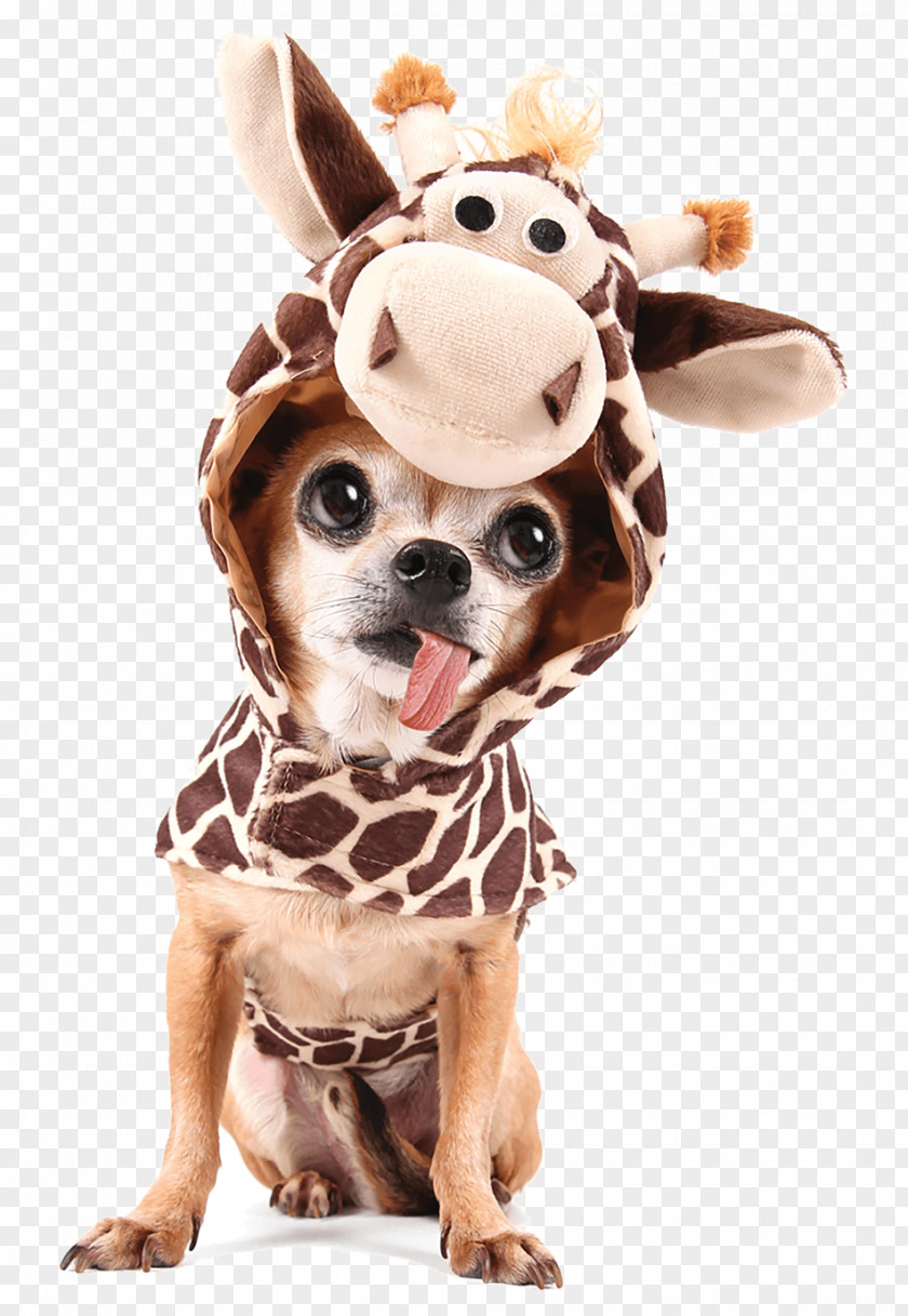 Giraffe Chihuahua Halloween Costume Stock Photography PNG