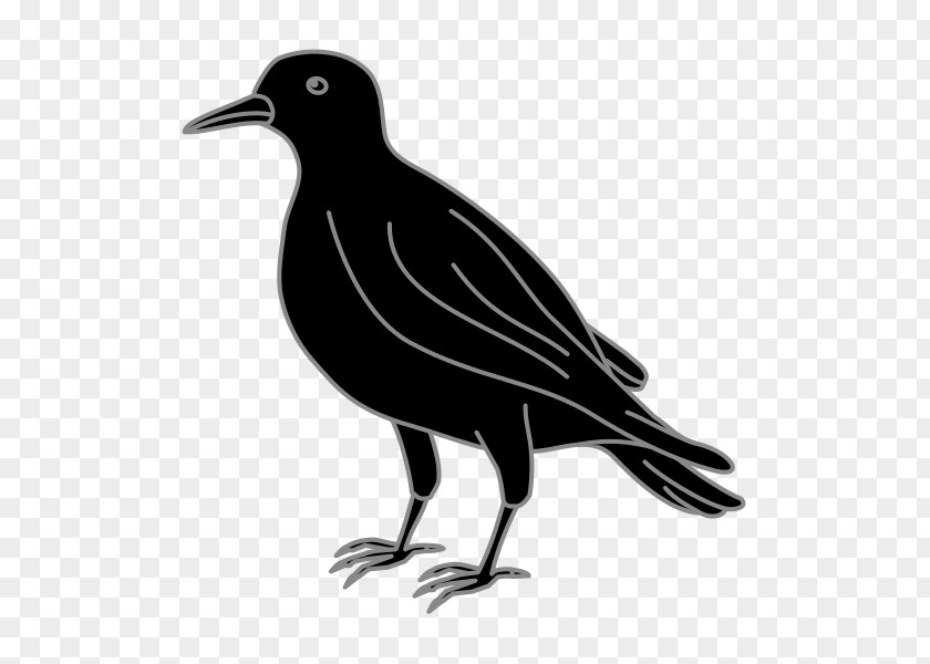 Light American Crow Color Black Rook PNG