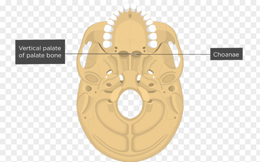 Skull Vomer Nasal Concha Bone PNG